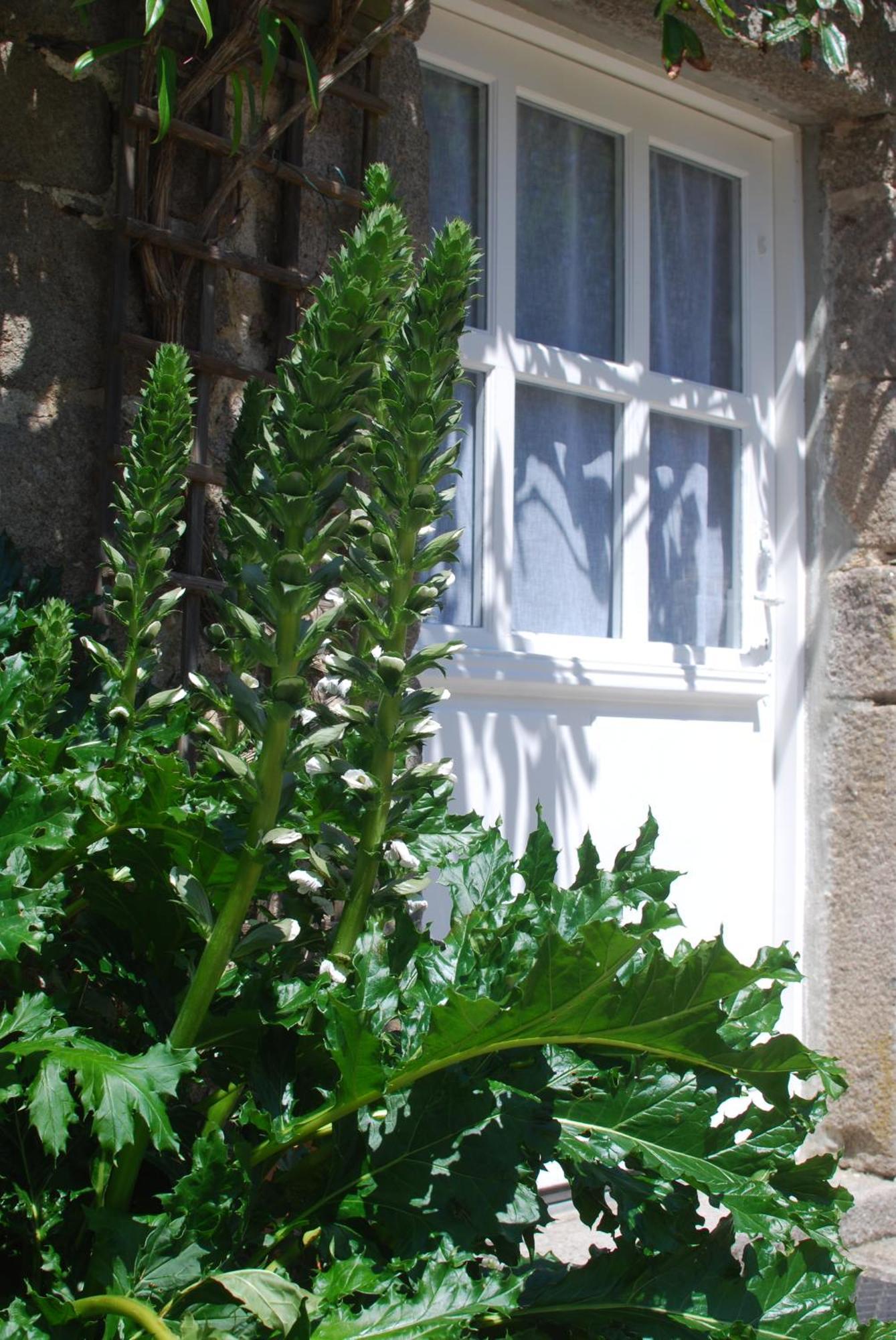 Cottage De Charme & Jardin Fabuleux A 800M De La Mer - Maison Melchior Фламанвил Екстериор снимка